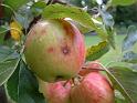 Apples Grantham (3)
